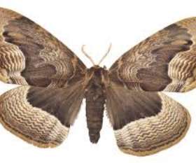 Female Choice Pest Control North Lakes