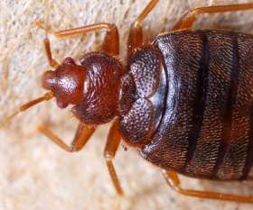 Female Choice Pest Control North Lakes