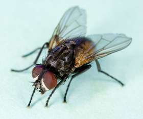 Female Choice Pest Control North Lakes