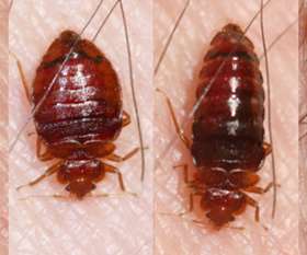 Female Choice Pest Control North Lakes