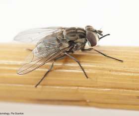 Female Choice Pest Control North Lakes