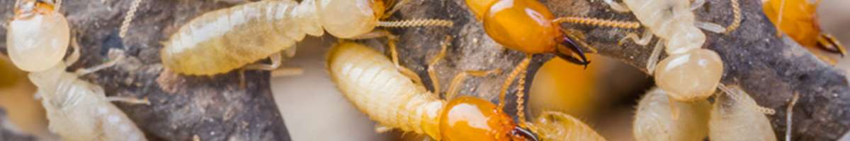 Trusted Pest Control Newport Banner