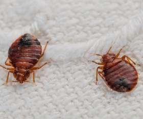 Trusted Pest Control Newport