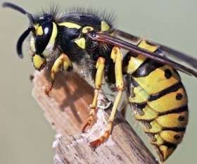 Back2new Cleaning Pest Control Logan Central