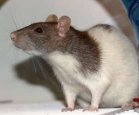 Back2new Cleaning Pest Control Logan Central