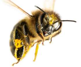 Master Pest Control Werribee