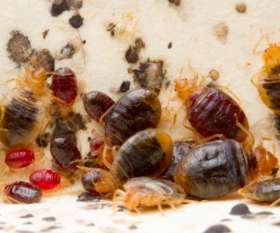 Master Pest Control Werribee