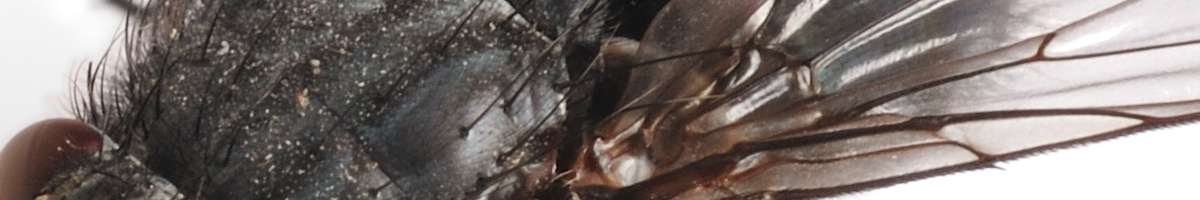 Masters Pest Control Geelong Banner