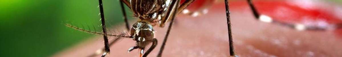 Pest Destroy Pest Control Pakenham Banner