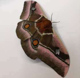 Pest Destroy Pest Control Pakenham