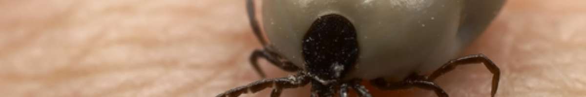 Sparkling Pest  Control Caboolture Banner