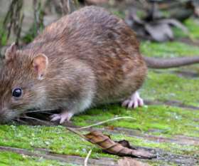 Sparkling Pest  Control Caboolture