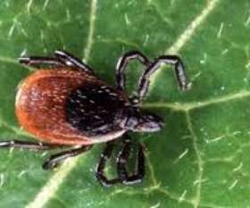 Sparkling Pest  Control Caboolture