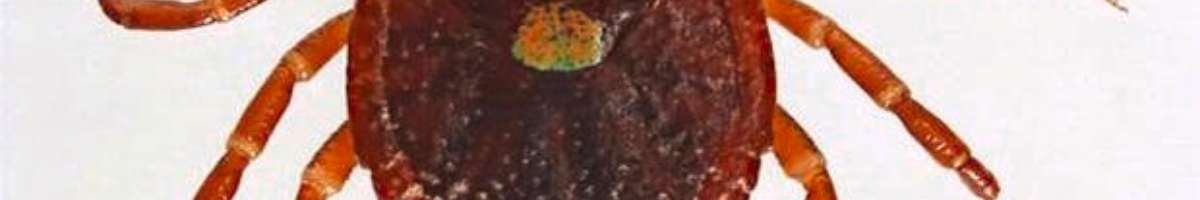 Sparkling Pest  Control Geelong Banner