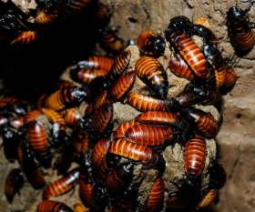 Bypest Pest Control Toowoomba