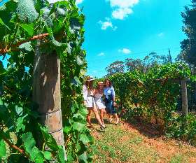 Private Winery Tours Yarra Valley