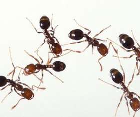 Impressive Pest Control Caboolture