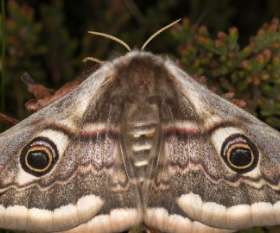 Impressive Pest Control Caboolture