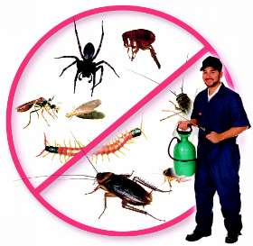 Impressive Pest Control Springfield Lakes