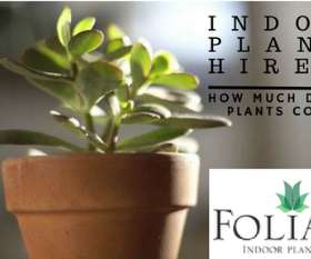 Foliage Indoor Plant Hire
