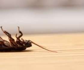 Same Day Pest Control Sunshine Coast