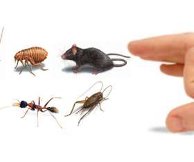 Same Day Pest Control Sunshine Coast