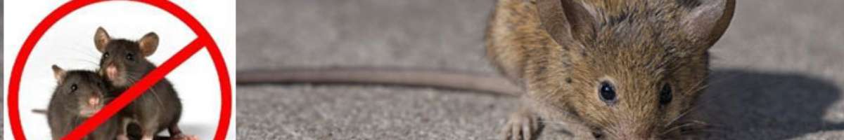 Back 2 New Cleaning Pest Control Toowoomba Banner