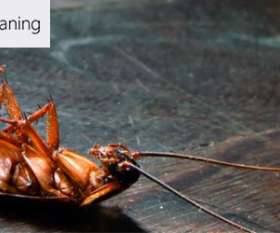 Back 2 New Cleaning Pest Control Toowoomba