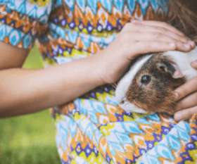 Pets In Peace