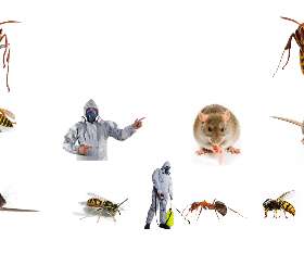 Bed Bugs Control Surfers Paradise
