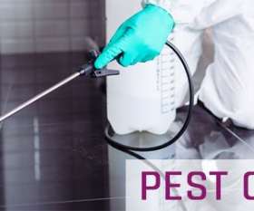 Bed Bugs Control Surfers Paradise