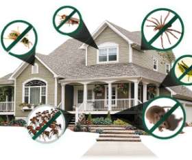 Squirrel Control Bondi