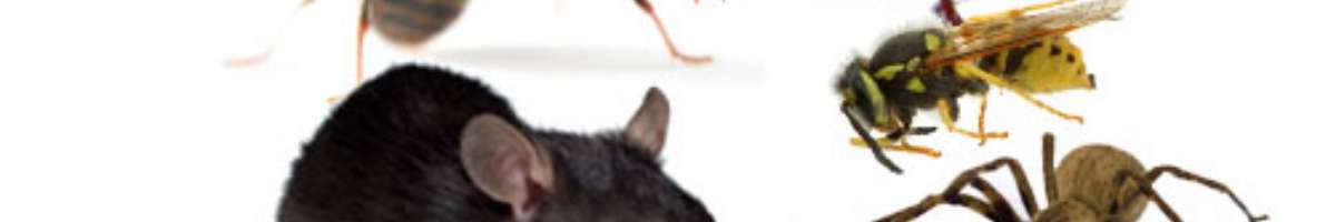 Scorpion Pest Control Darlington Banner