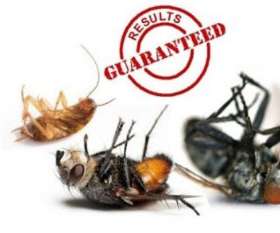 Scorpion Pest Control Darlington