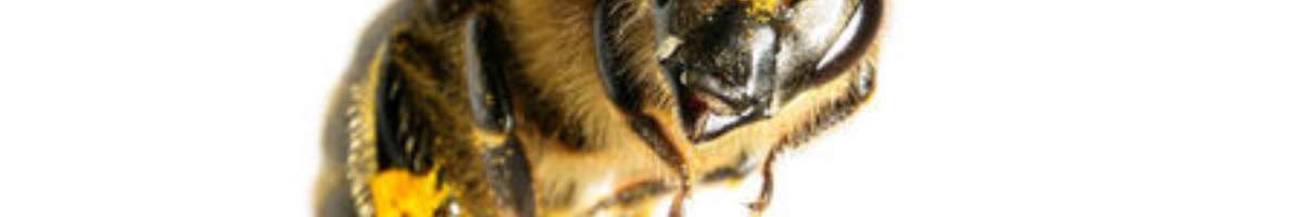 Pest Destroy Bee Control Melbourne Banner