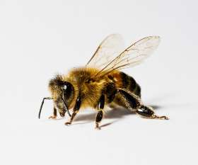 Pest Destroy Bee Control Melbourne