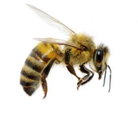 Pest Destroy Bee Control Melbourne