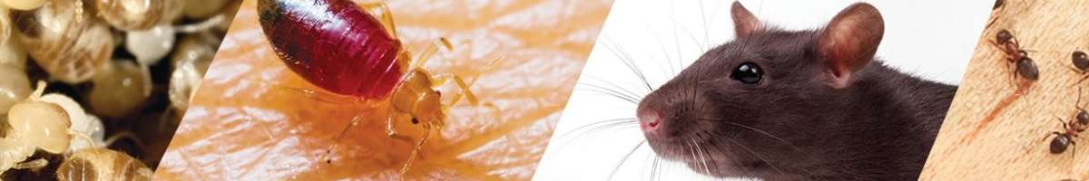 Restaurant Pest Control Banner