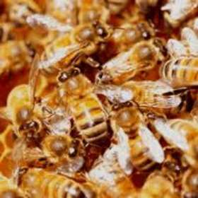 Restaurant Pest Control