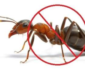 Commercial Pest Control Adelaide