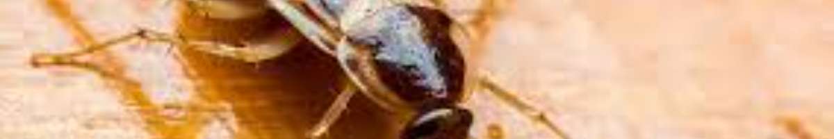 Best Pest Control Services Banner