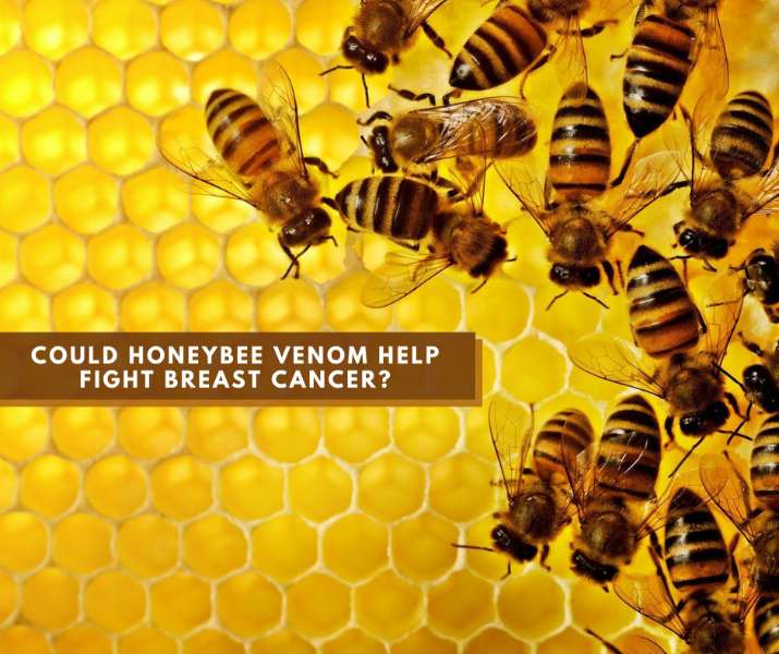 Honeybee venom kills aggressive breast cancer cells