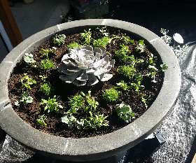 First Impressions Garden Staging (F.I.G.S)