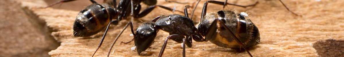 Fast Pest Control Melbourne Banner