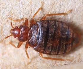 Fast Pest Control Melbourne