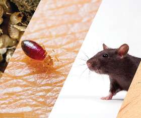 Fast Pest Control Melbourne