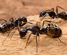 Fast Pest Control Melbourne