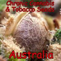 Chronic Cannabis Tobacco Seeds Australia Online Shop