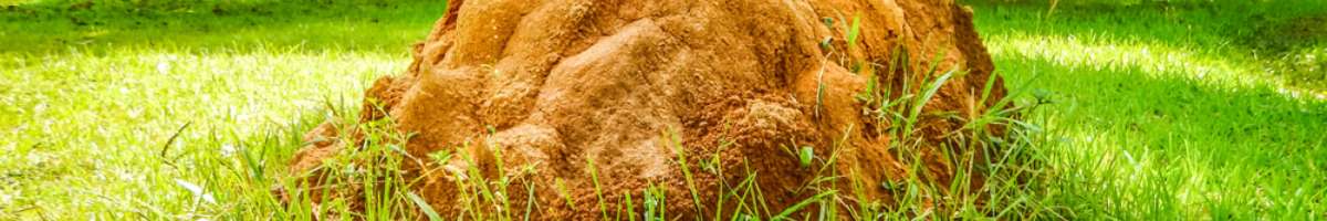 Termite and Pest Control North Brisbane Banner