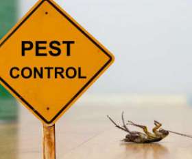 Pest Control Services in Kambah